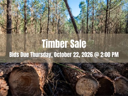 Panola Co., TX 115 acre Clean Harvest Timber Sale