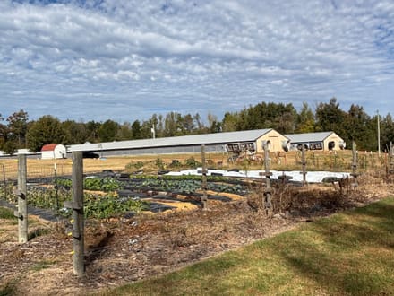 Coleman Chicken Farm