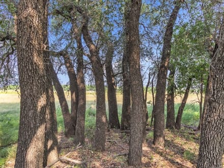 SHADY MESQUITE RANCH - 80 ACRES +/-  MORAN TX HWY 6