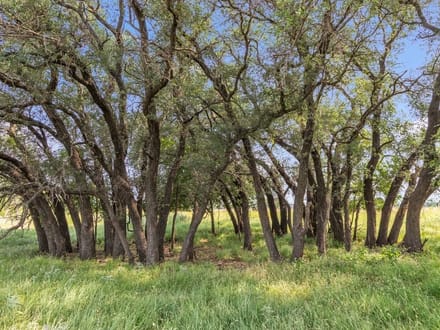 SHADY MESQUITE RANCH - 80 ACRES +/-  MORAN TX HWY 6
