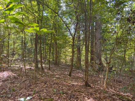 1.63 Acres | Love Drive