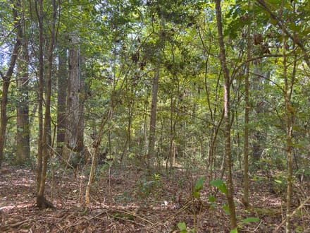 1.63 Acres | Love Drive