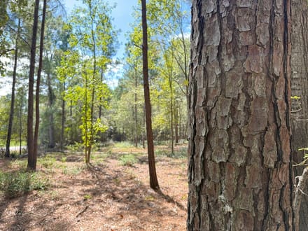 11 Acres | Frank Cloud Road