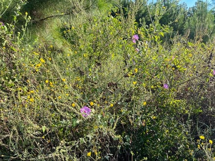 17 Acres | Dillon Road | 287033