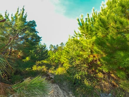 17 Acres | Dillon Road | 287033