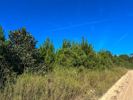 17 Acres | Dillon Road | 287033