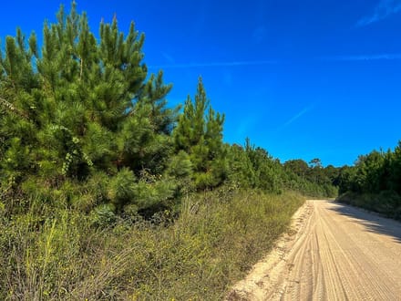 17 Acres | Dillon Road | 287033