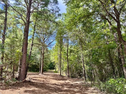 62 Acres | County Road 2065