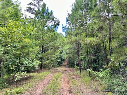 62 Acres | County Road 2065