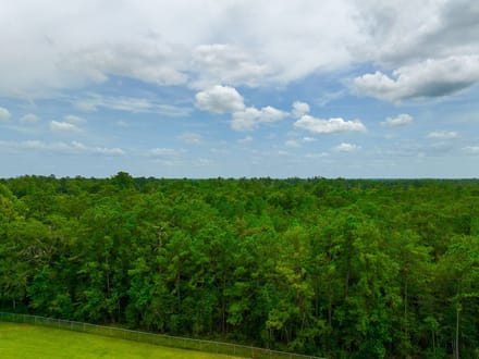 36 Acres | Pine Tree Lane
