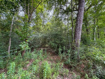 36 Acres | Pine Tree Lane