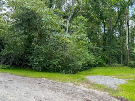 36 Acres | Pine Tree Lane