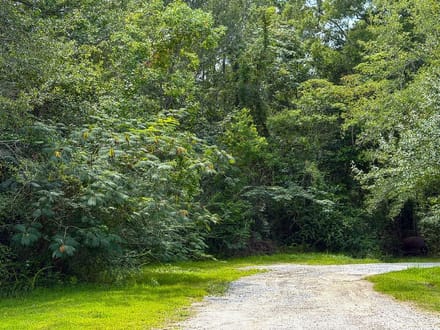 36 Acres | Pine Tree Lane
