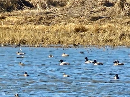 Woodford County IL Duck Club