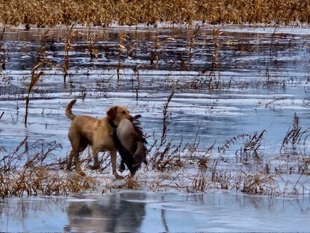 Woodford County IL Duck Club