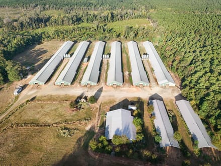 Big C Broiler Farm