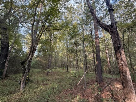Attala 37.4