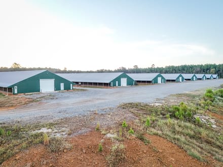 Jojo Broiler Farm