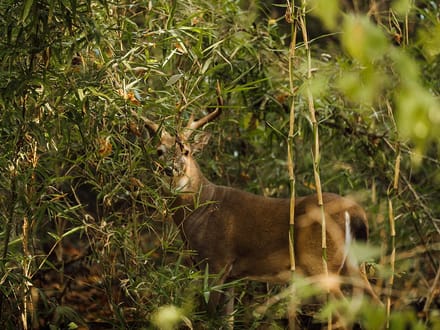 Merigold Hunting Club Equity Share