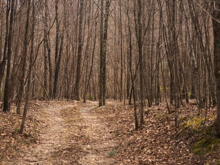 Polk Road 615