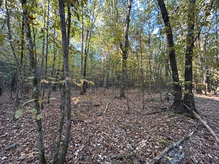 Polk Road 615