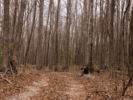 Polk Road 615