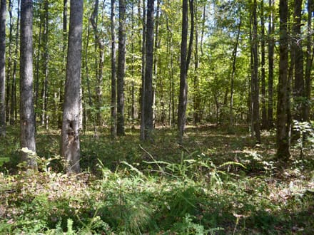 Fayette 9.68