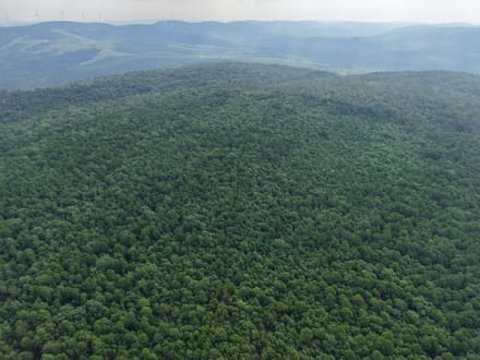 Pushmataha 80