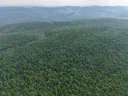 Pushmataha 80