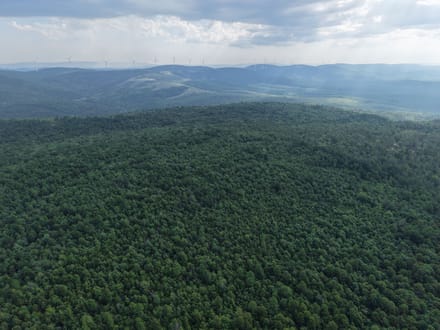 Pushmataha 80