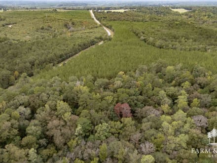 147 Ac ± Henry Co - Abbie Creek North 