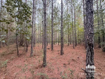 147 Ac ± Henry Co - Abbie Creek North 