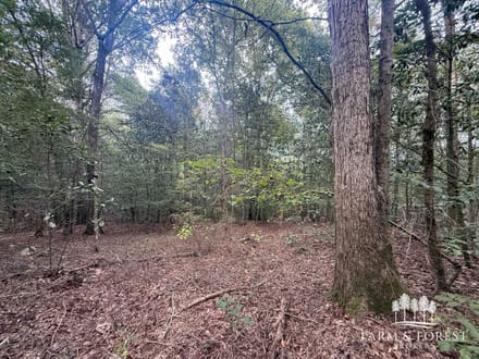 147 Ac ± Henry Co - Abbie Creek North 