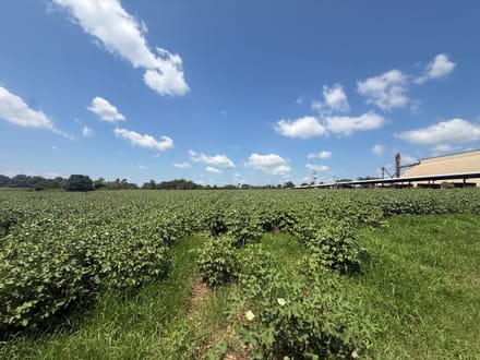 19.2 Ac ± Coffee Co - Buying Point Tract 