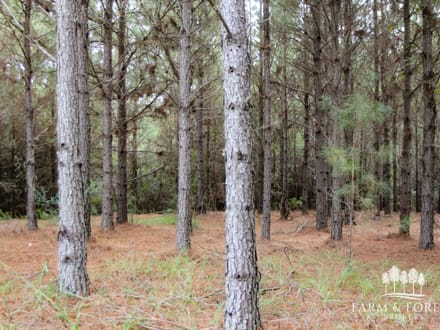 150 Ac ± Henry Co - Ward Creek 