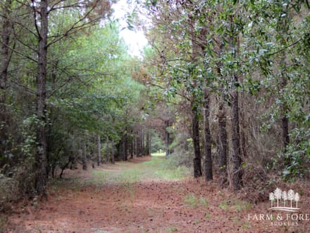 150 Ac ± Henry Co - Ward Creek 