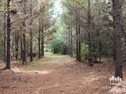150 Ac ± Henry Co - Ward Creek 