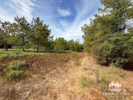 225 Ac ± Henry Co - Abbie Creek East 