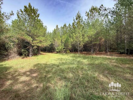 225 Ac ± Henry Co - Abbie Creek East 