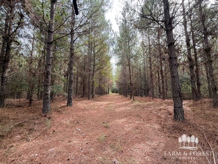 225 Ac ± Henry Co - Abbie Creek East 