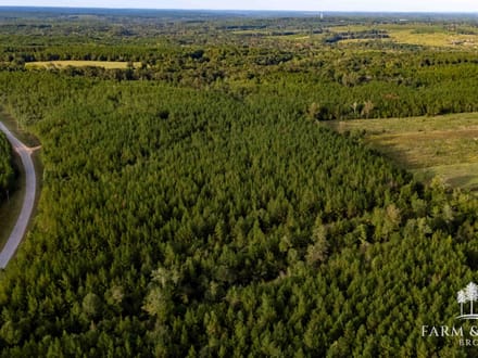 225 Ac ± Henry Co - Abbie Creek East 