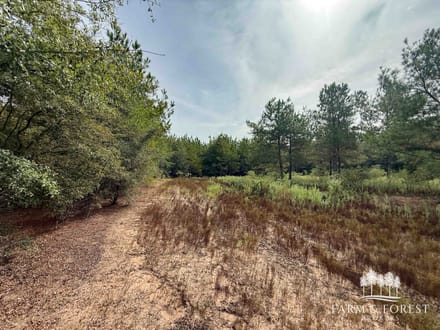 225 Ac ± Henry Co - Abbie Creek East 