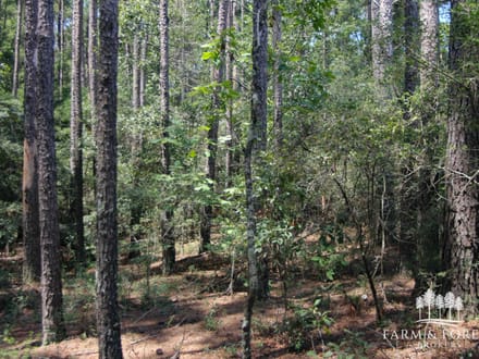 21.5 Ac ± Coffee Co - CR 661 Tract 7 
