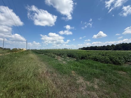 17.5 Ac ± Coffee Co - County Road 676 Farm 