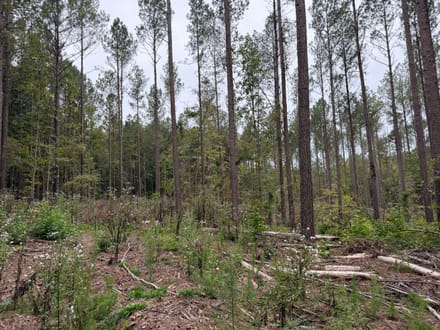 11 +/- Acres on Adolphus Callaway Road | Creek Frontage & Homesite Potential