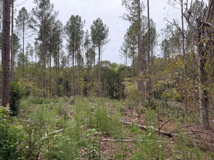 11 +/- Acres on Adolphus Callaway Road | Creek Frontage & Homesite Potential