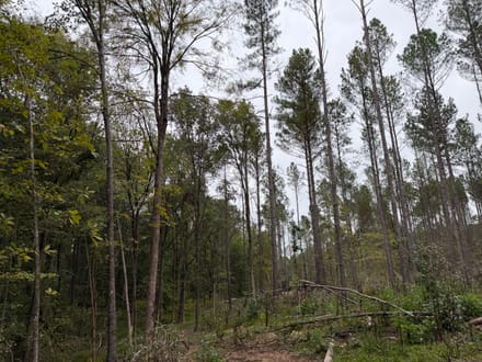 11 +/- Acres on Adolphus Callaway Road | Creek Frontage & Homesite Potential