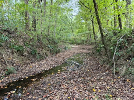 11 +/- Acres on Adolphus Callaway Road | Creek Frontage & Homesite Potential