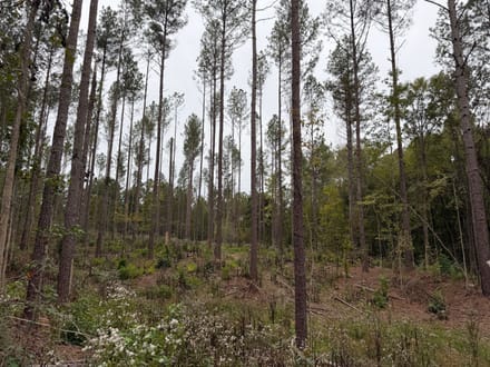 11 +/- Acres on Adolphus Callaway Road | Creek Frontage & Homesite Potential