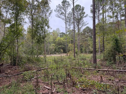 11 +/- Acres on Adolphus Callaway Road | Creek Frontage & Homesite Potential